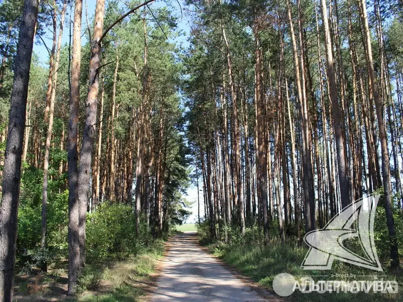 Купить 2-этажную дачу в Березка-Чернавчицкая Брестская область, 43500USD, код 162068 - фото 21