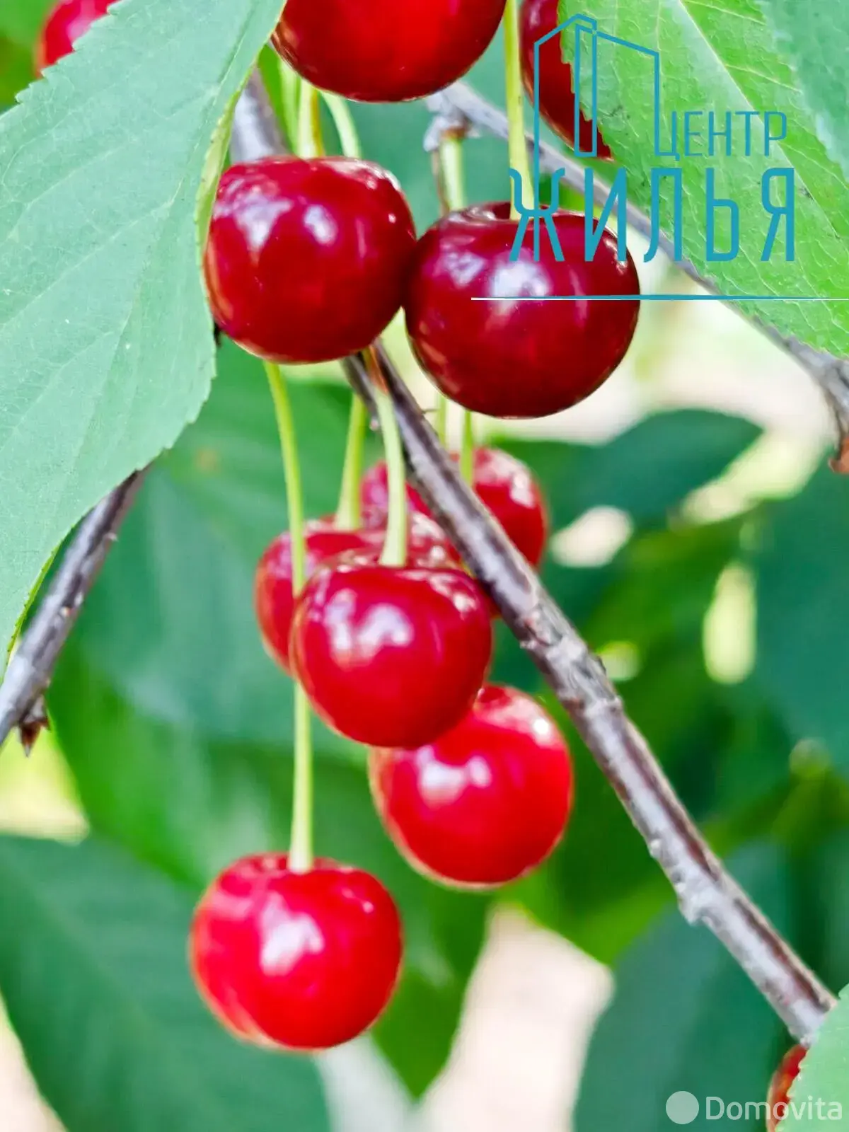 Продажа 1-этажной дачи в Крушина Гродненская область, 60000BYN, код 184247 - фото 34