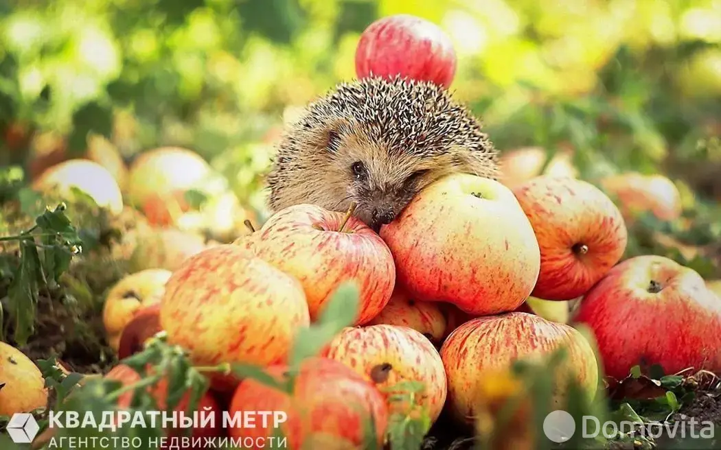 участок, Ивонцевичи, 