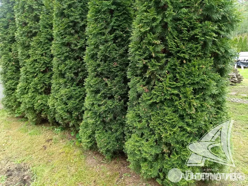 Купить земельный участок, 6.97 соток, Журавинка-83, Брестская область, 11500USD, код 570456 - фото 18