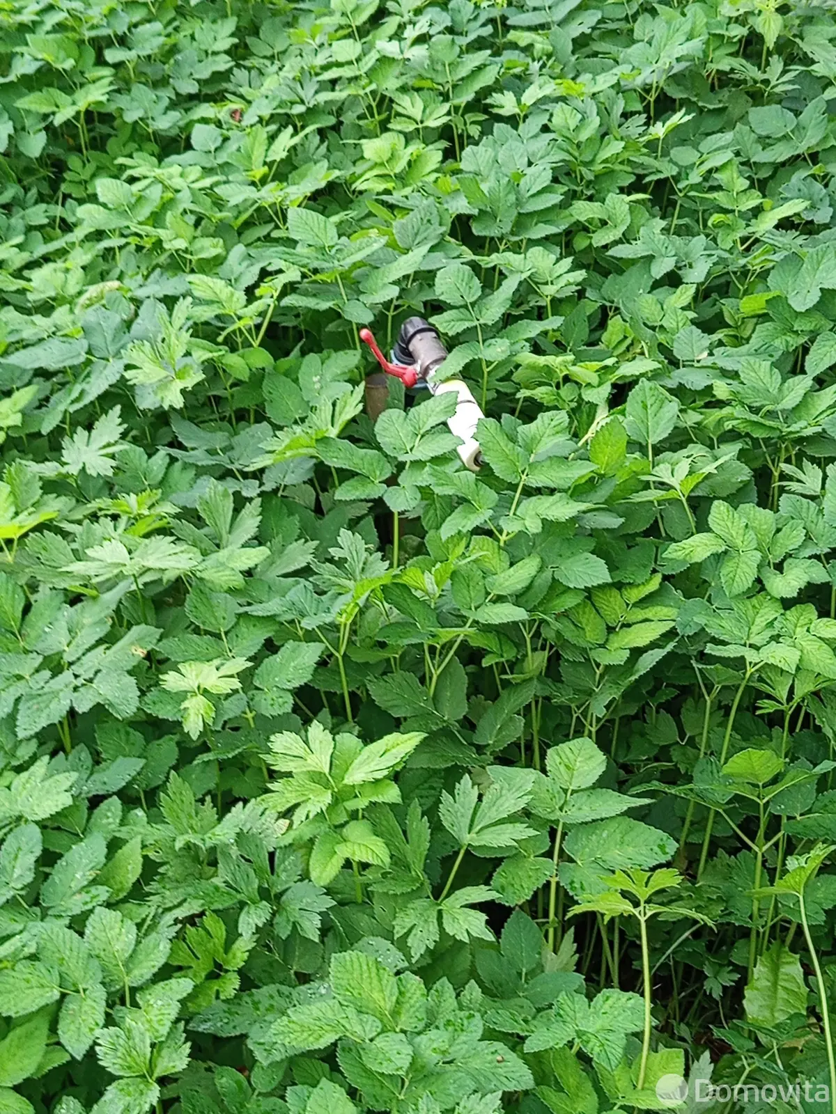 Купить 2-этажную дачу в Кринице Минская область, 9000USD, код 184450 - фото 16