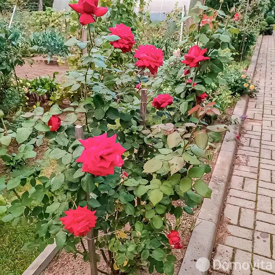 Продажа 1-этажной дачи в Дарьюшка Минская область, 42000USD, код 184390 - фото 23