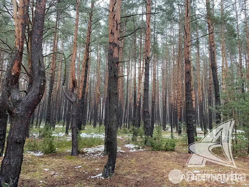 Купить 2-этажную дачу в Алеся-50 Брестская область, 65000USD, код 172224 - фото 29