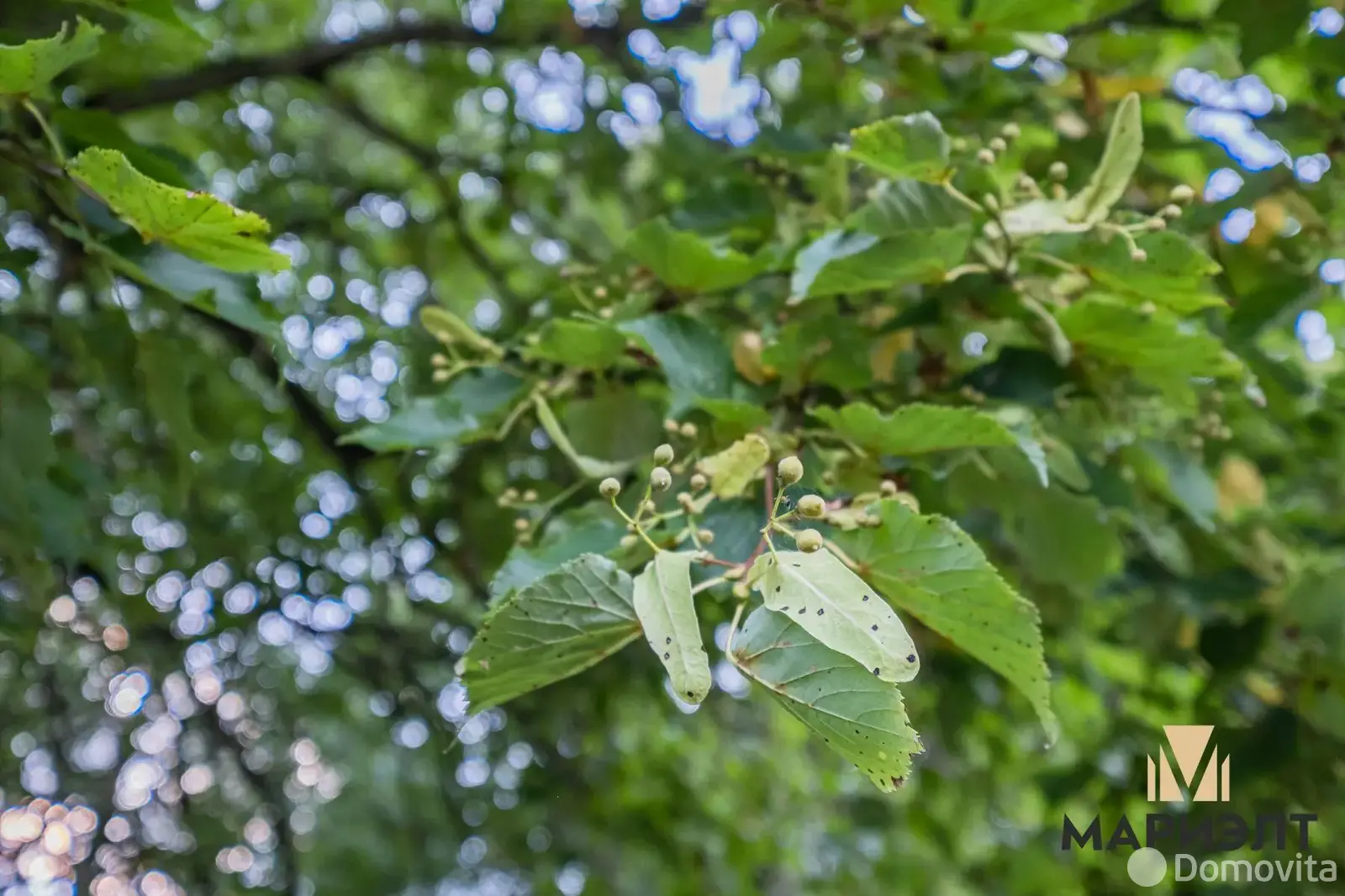 Купить земельный участок, 15 соток, ЯСЕВИЧИ, Минская область, 35000USD, код 570229 - фото 23