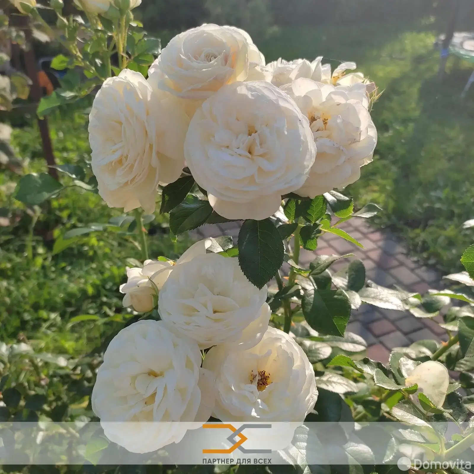 Продажа 1-этажной дачи в Строитель-96 Минская область, 24999USD, код 183211 - фото 24