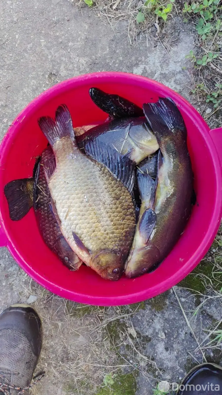 Купить 1-этажную дачу в Полочанах Минская область, 14000USD, код 185037 - фото 14