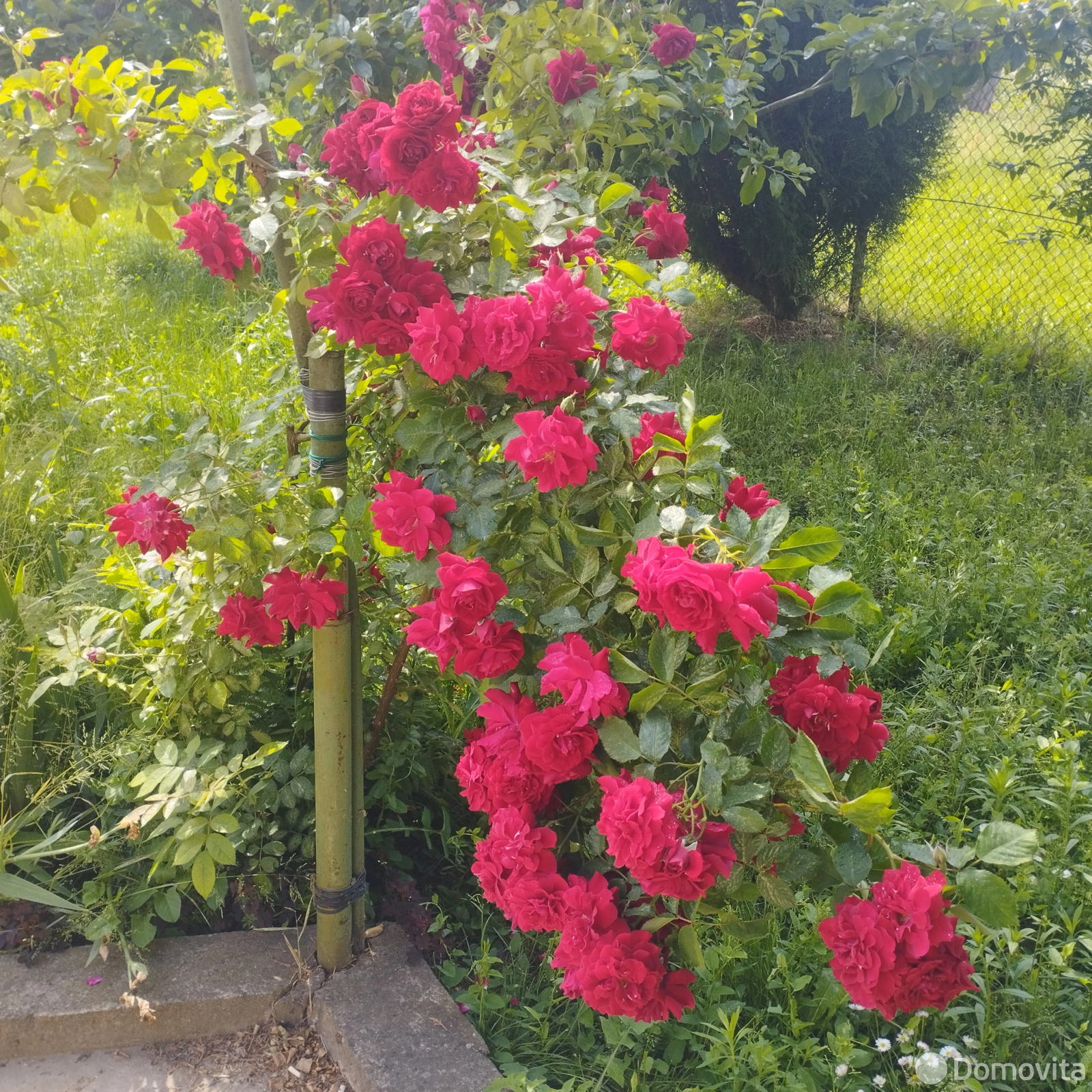 Продажа 1-этажной дачи в Несвиже Минская область, 45000USD, код 183271 - фото 12