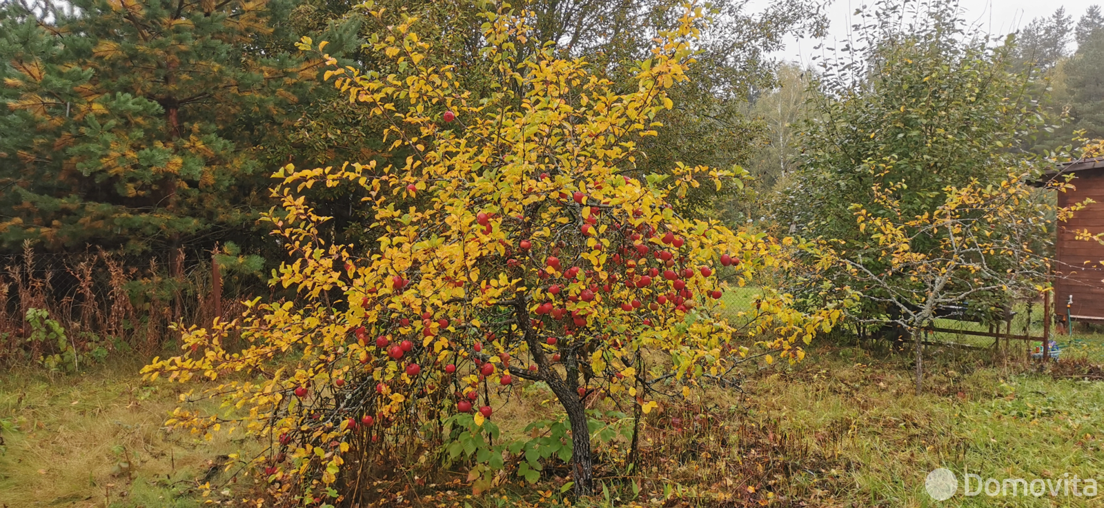 дача, Лаванда Лесная, 