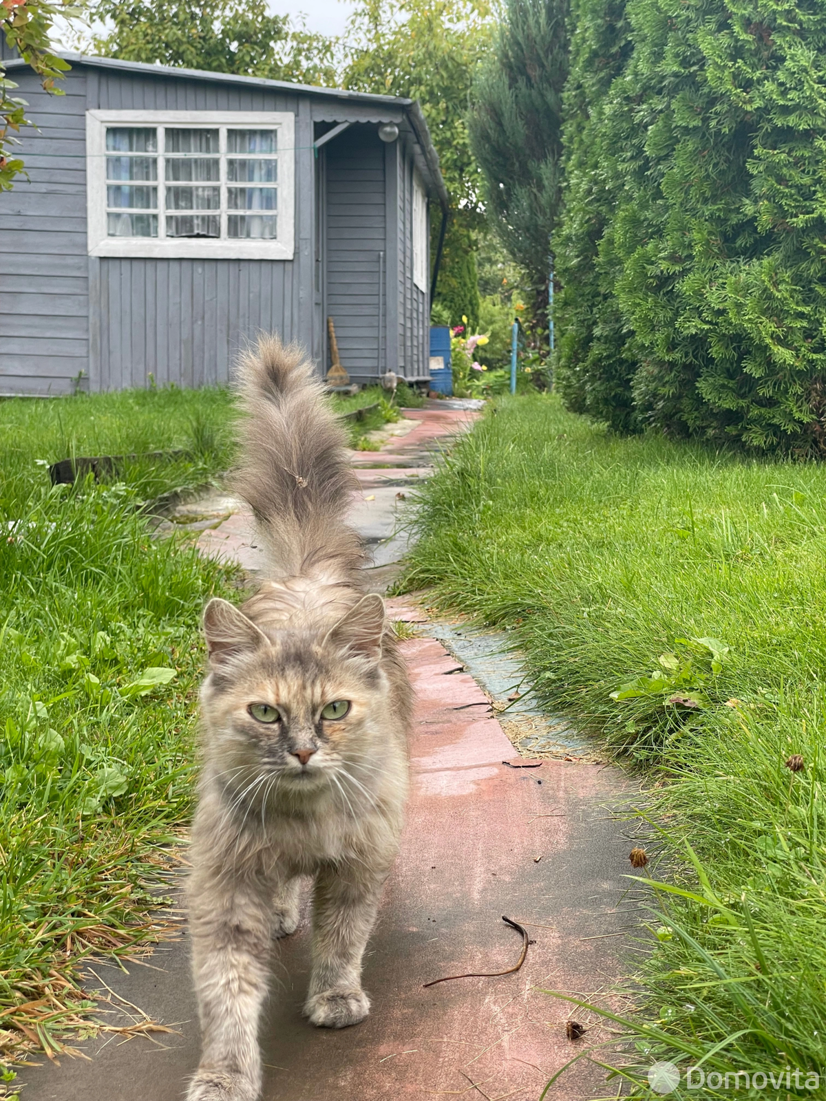 Продажа 1-этажной дачи в Колосок Минская область, 17000USD, код 184050 - фото 12