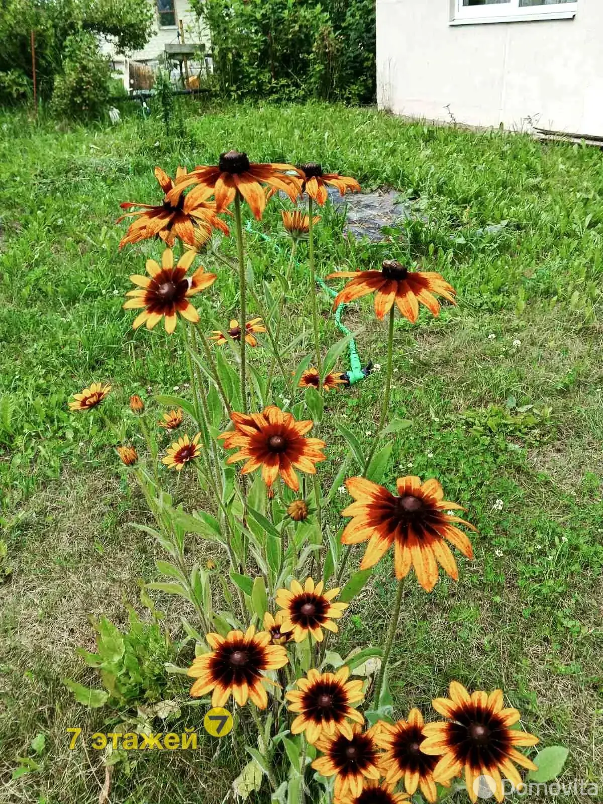 Купить 1-этажную дачу в ПЕЛЕНГ Минская область, 19500USD, код 184047 - фото 22