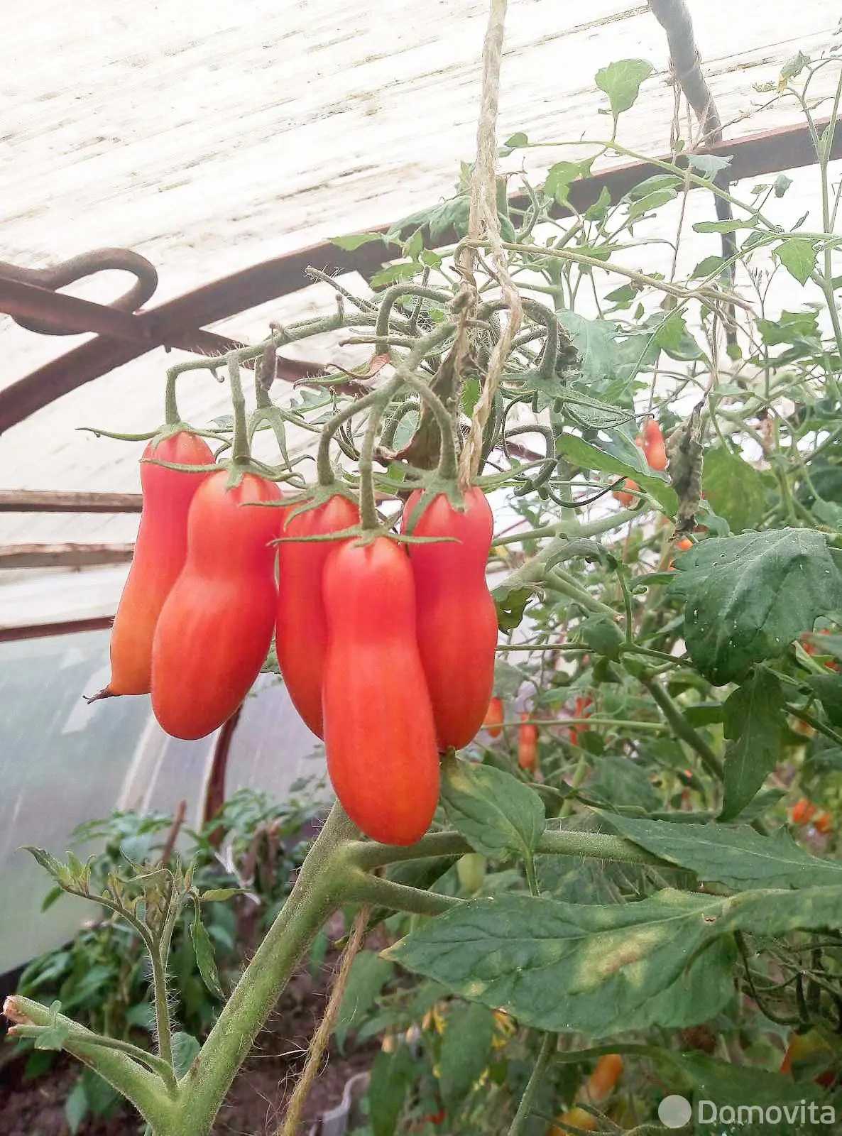 Купить 1-этажную дачу в ПРИОЗЕРНОЕ Могилевская область, 9300USD, код 184528 - фото 13