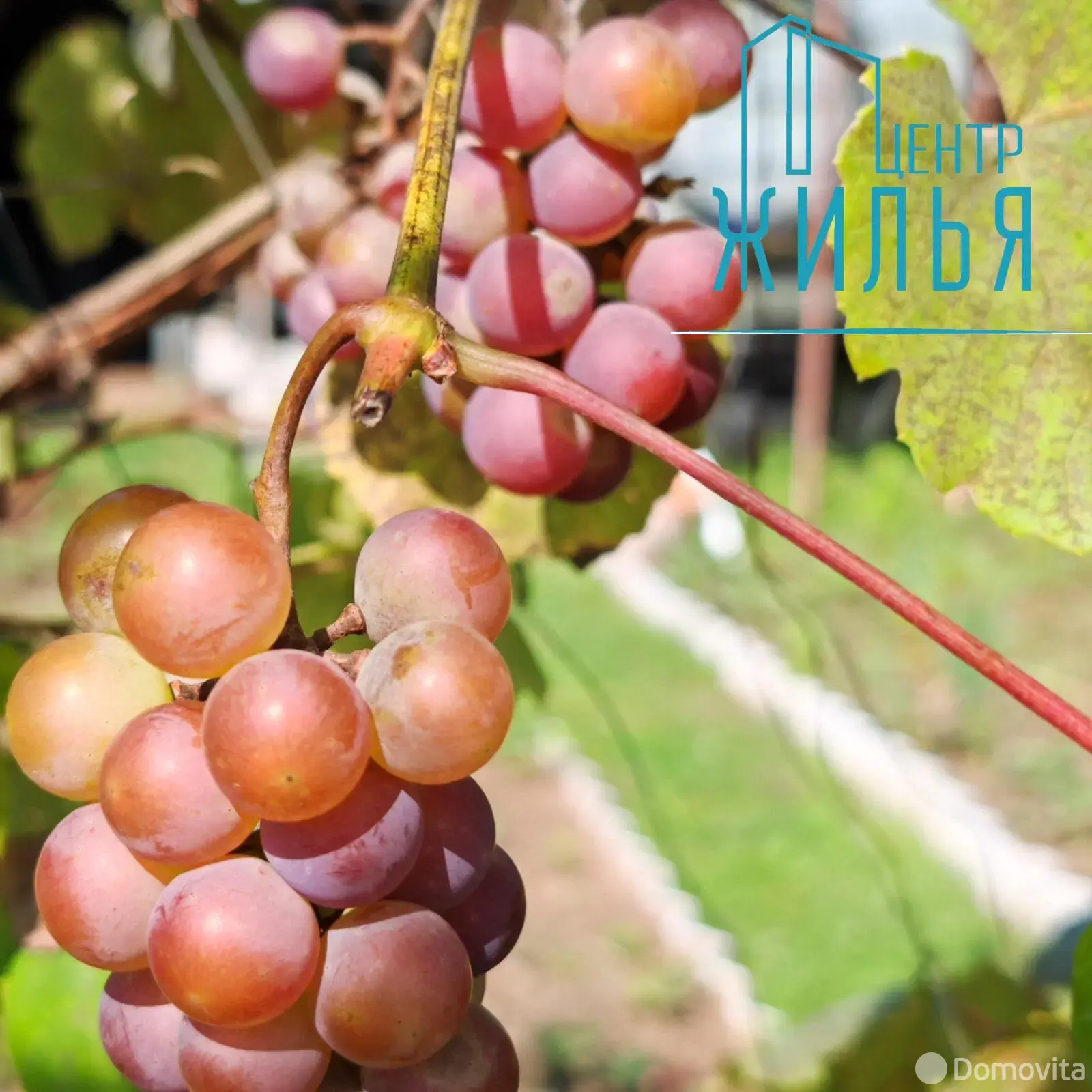 Продажа 1-этажной дачи в Крушина Гродненская область, 60000BYN, код 184247 - фото 35