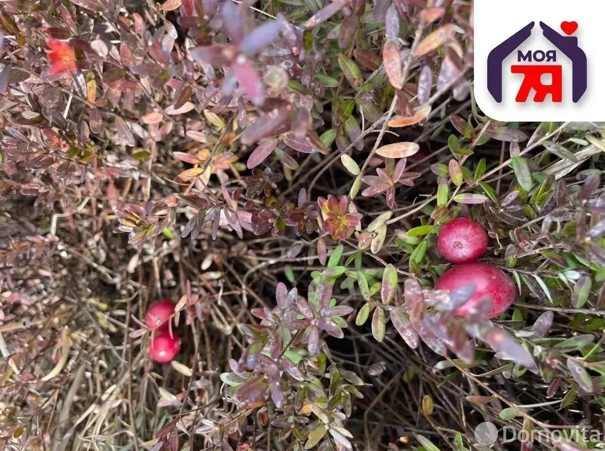 Купить земельный участок, 7.52 соток, Новые земли, Минская область, 21900USD, код 571838 - фото 15