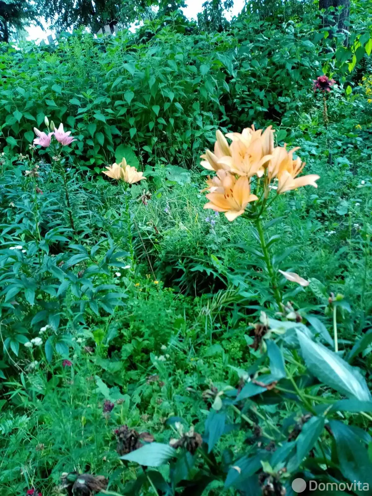 Стоимость продажи участка, Орша, пер. Климента Тимирязева