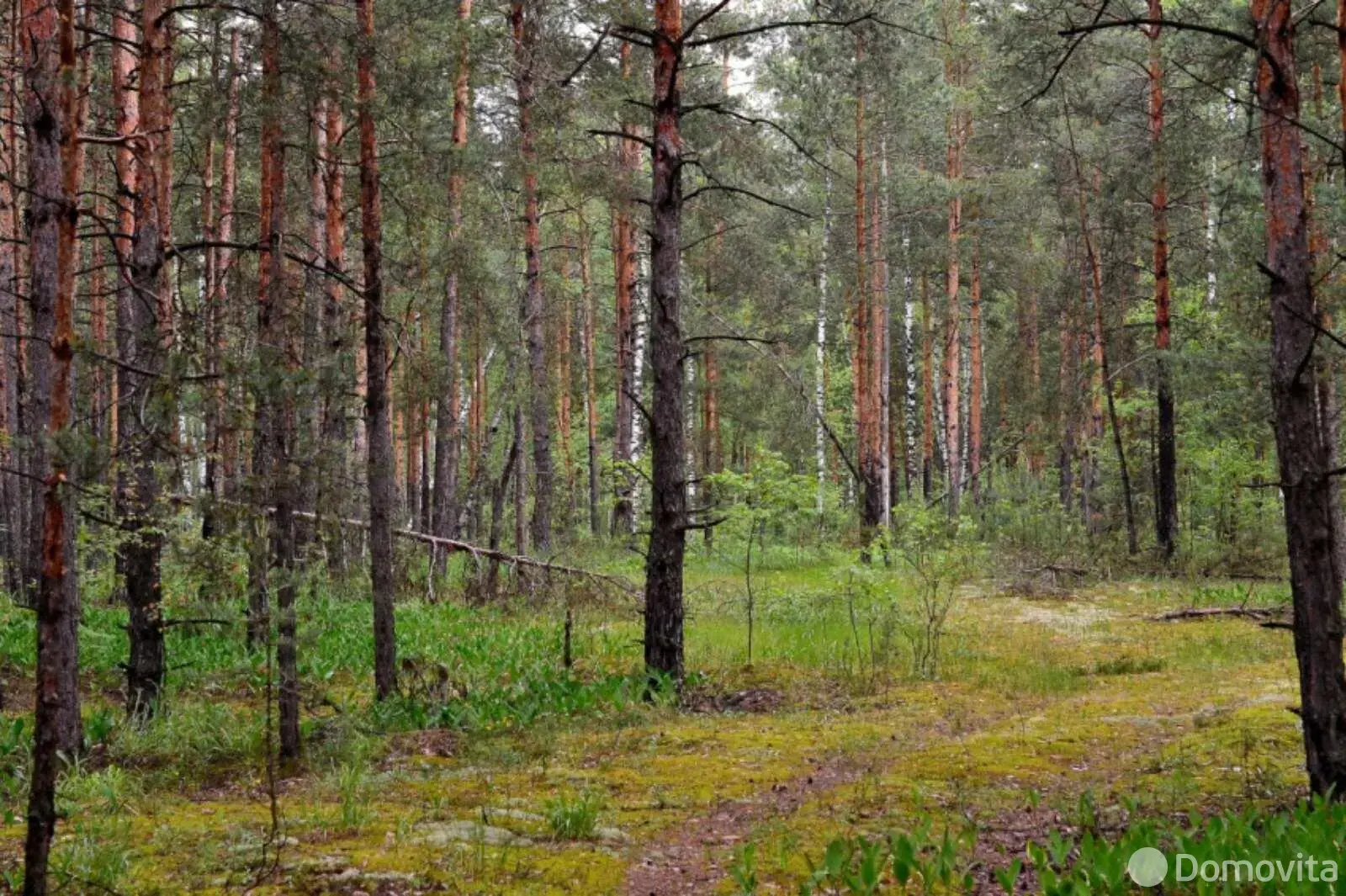 участок, Мичуринец-58, 