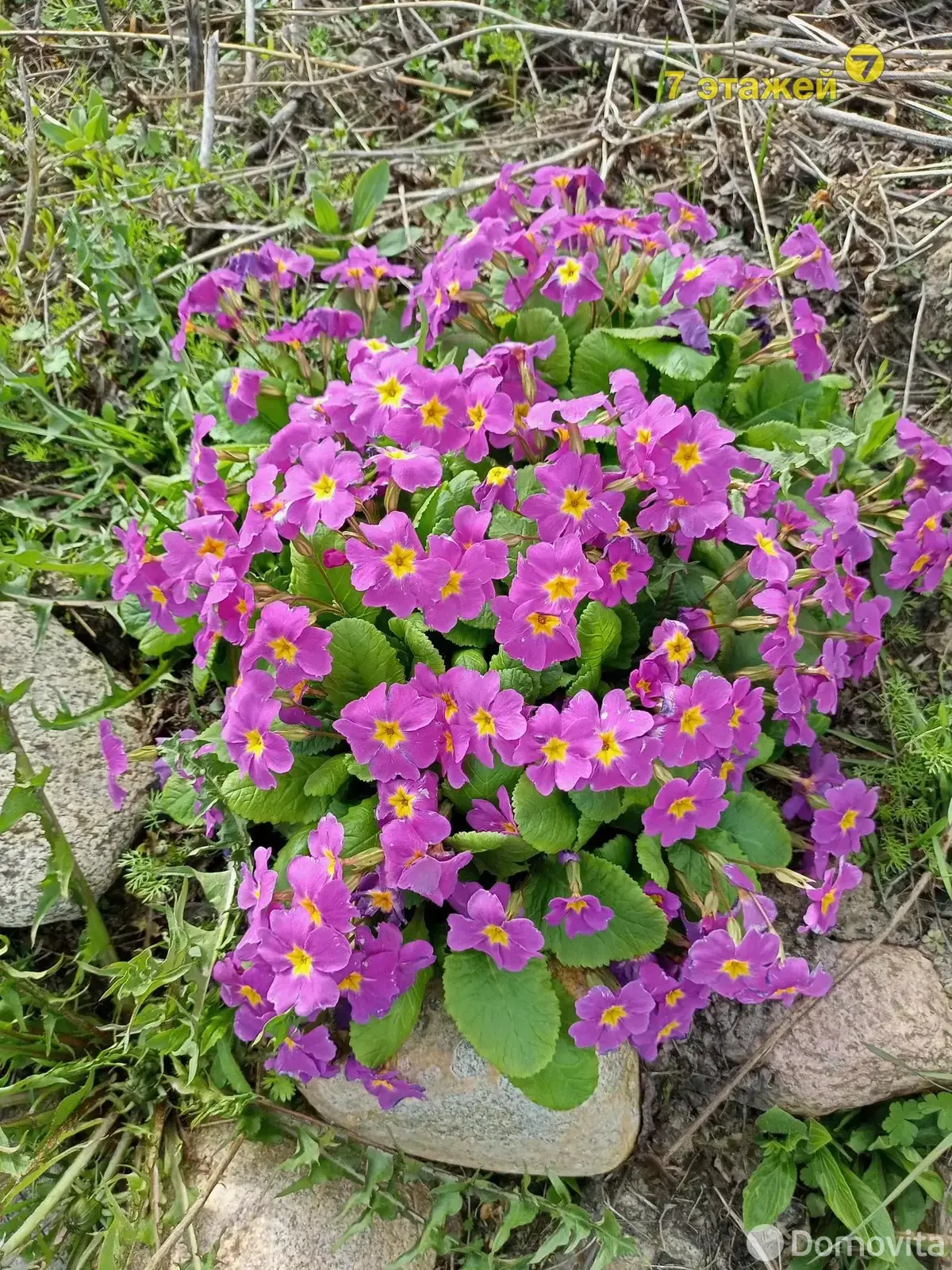 Продажа 1-этажной дачи в Вишневый сад Минская область, 11150USD, код 178393 - фото 47