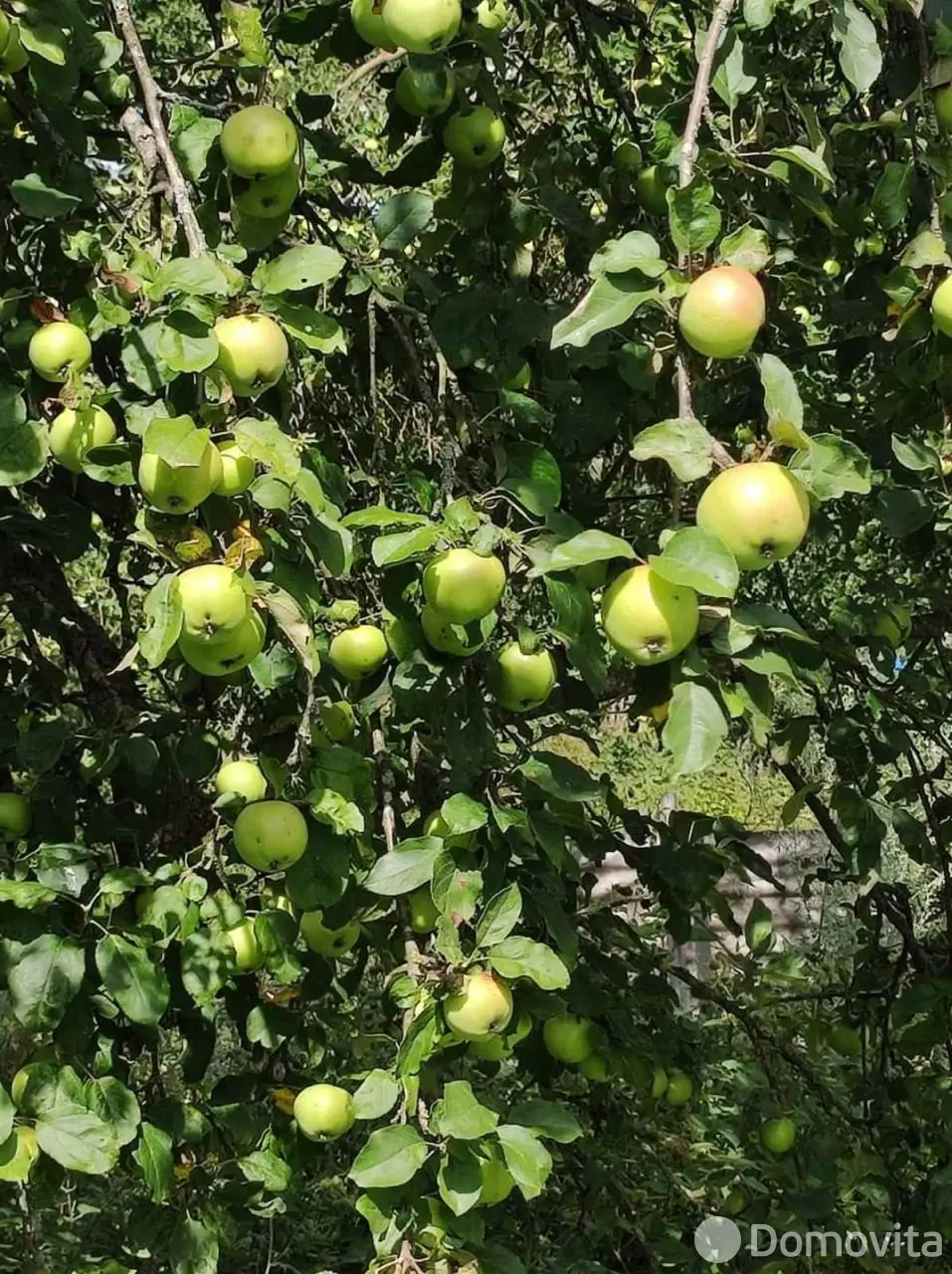 Цена продажи дачи, Дричин, 