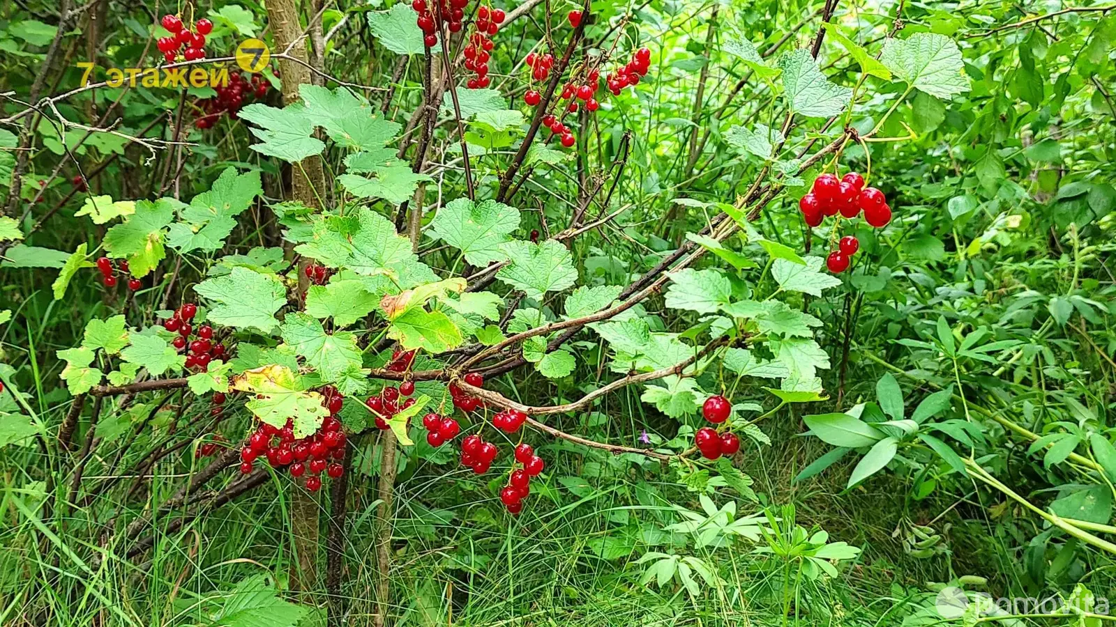 Продажа 2-этажной дачи в ТЕПЛОЭНЕРГЕТИК Минская область, 12000USD, код 170519 - фото 33