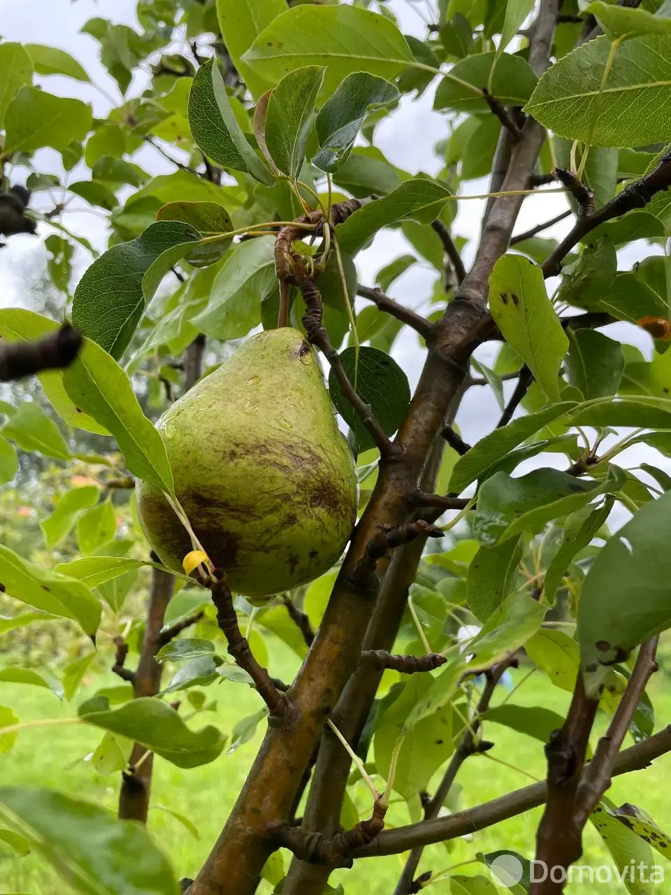 Купить 1-этажную дачу в Малявках Витебская область, 26400USD, код 182906 - фото 17