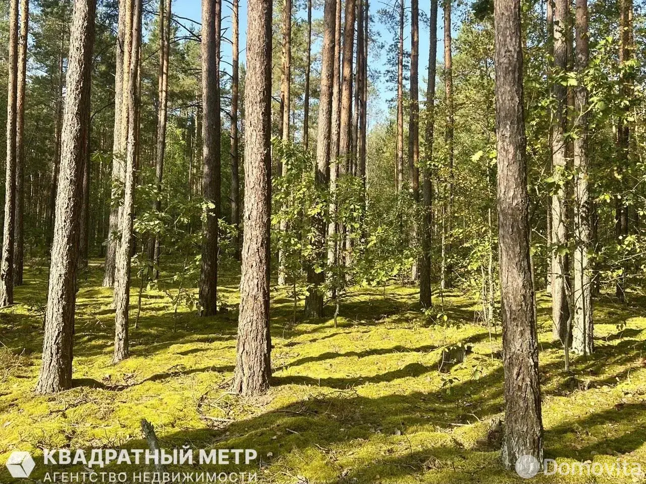 участок, Ивонцевичи, 