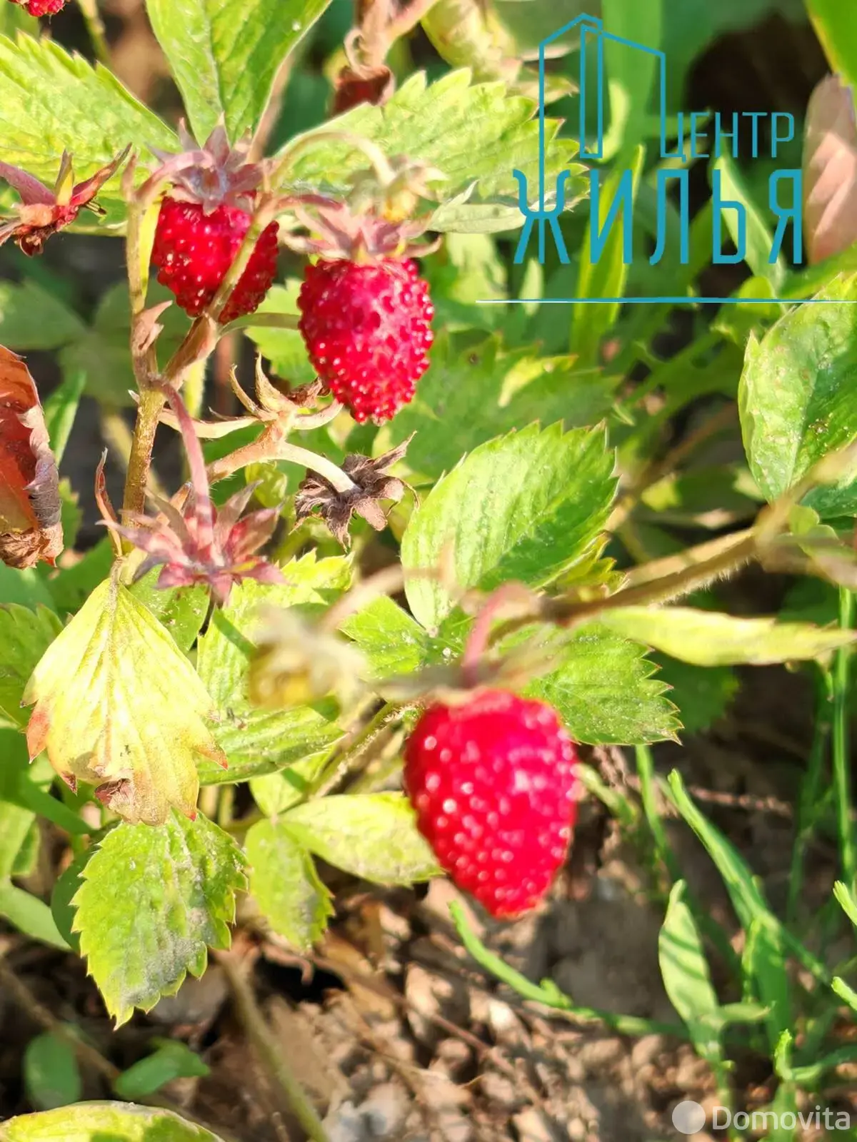 Продажа 1-этажной дачи в Крушина Гродненская область, 60000BYN, код 184247 - фото 36