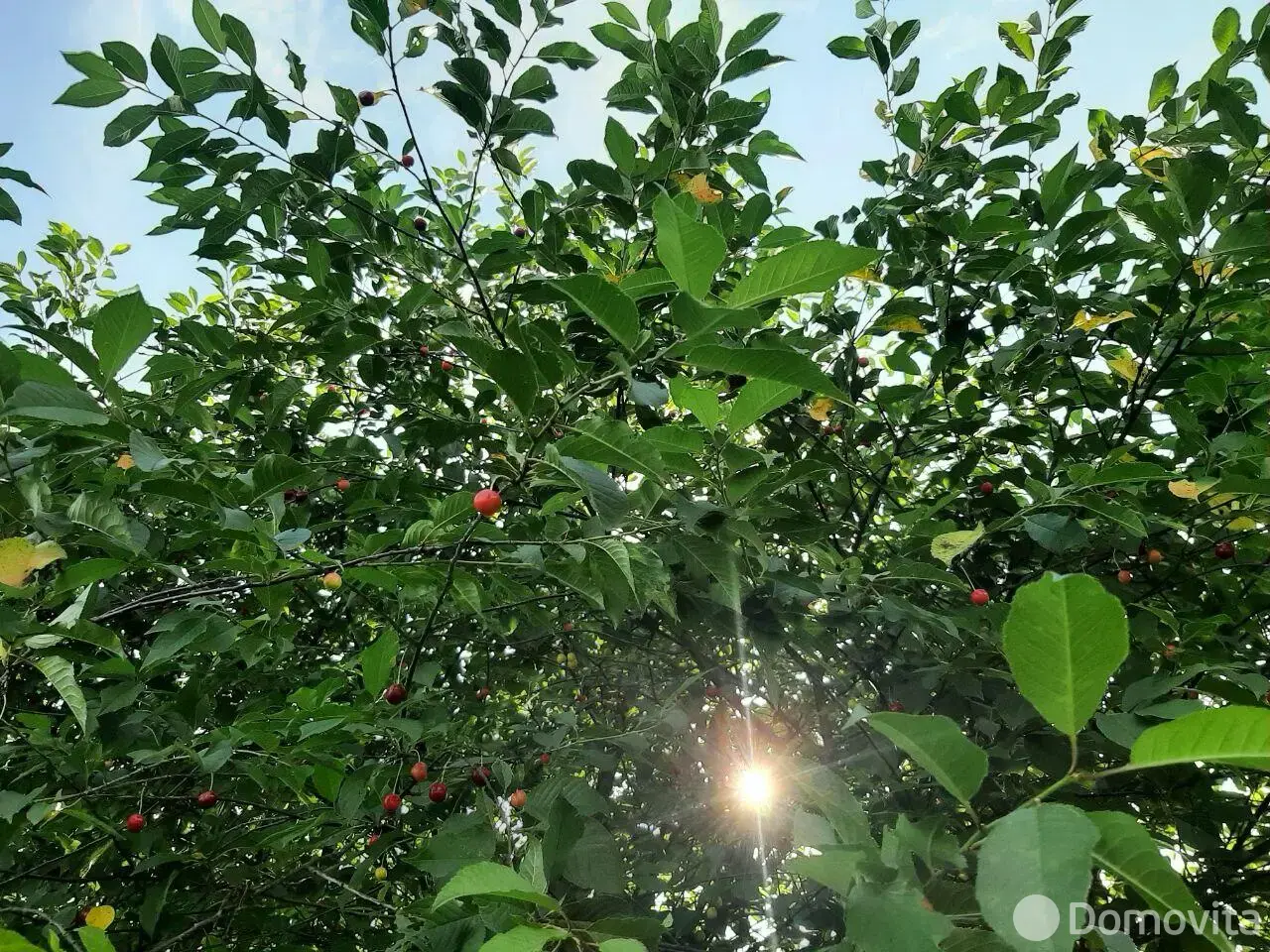 участок, Солнечное-88, - лучшее предложение