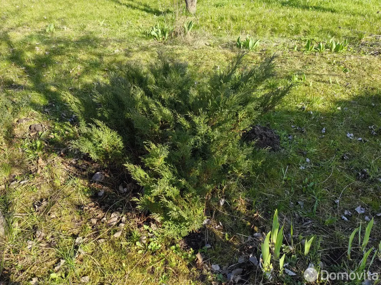 дача, Старое Село, 