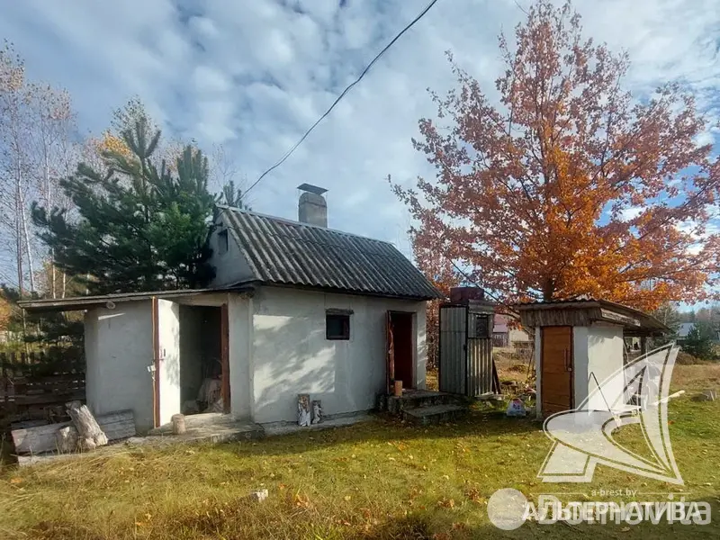 Цена продажи дачи, Золотой корень,