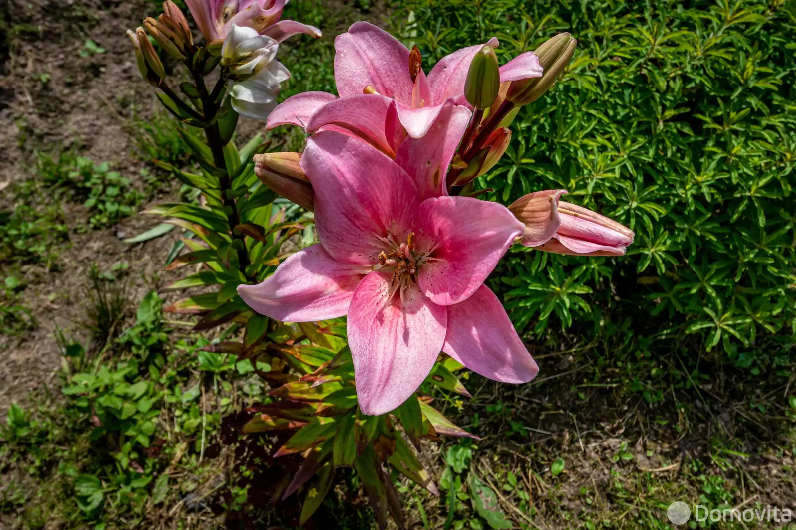 Продажа 2-этажной дачи в Голубые пруды Минская область, 19900USD, код 183469 - фото 31