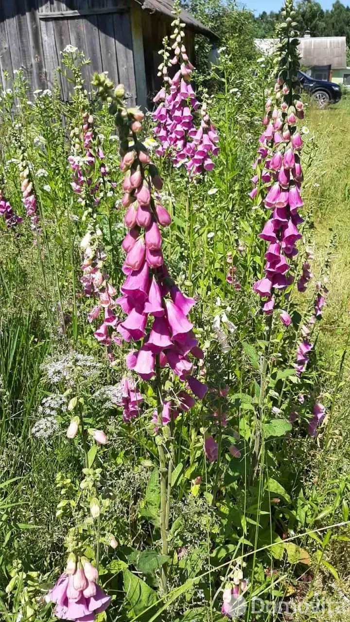 Цена продажи дачи, Дричин, 