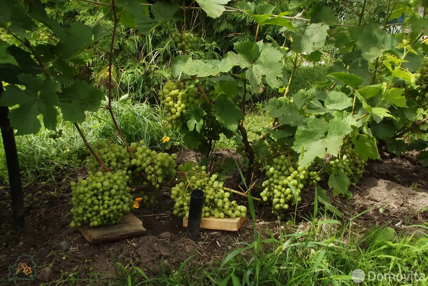 Купить 2-этажную дачу в Луговое Гомельская область, 13000USD, код 183084 - фото 16