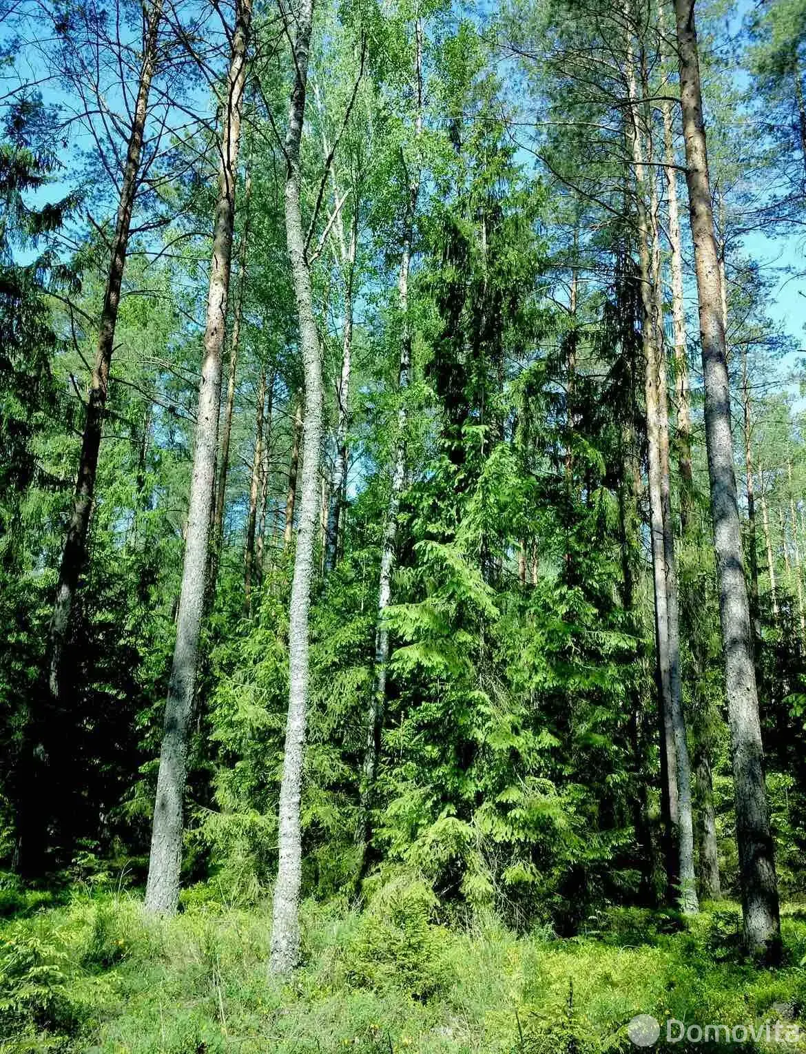 Купить 1-этажную дачу в Птолемей Минская область, 27200BYN, код 186196 - фото 12