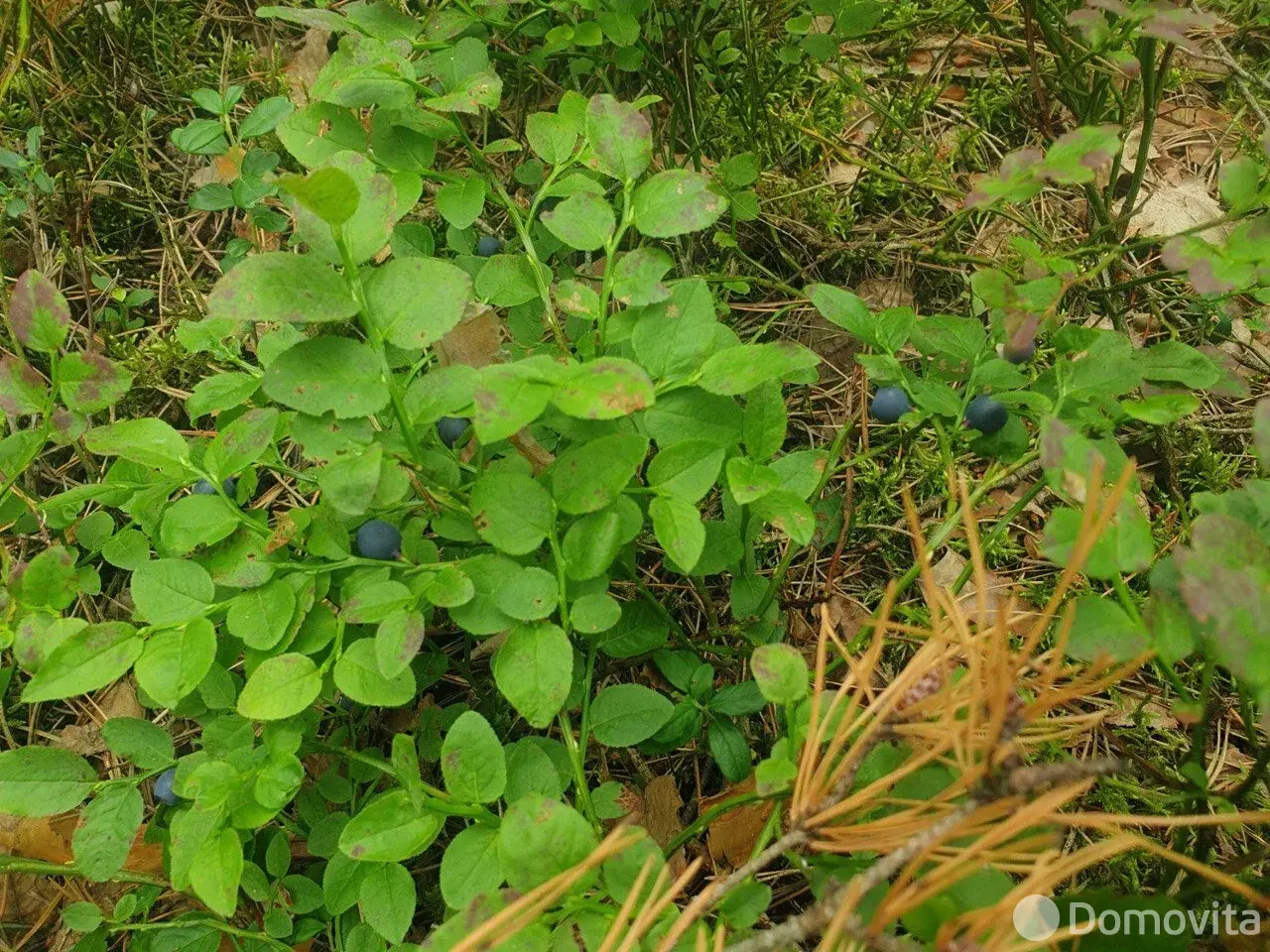 участок, Олехновичи,