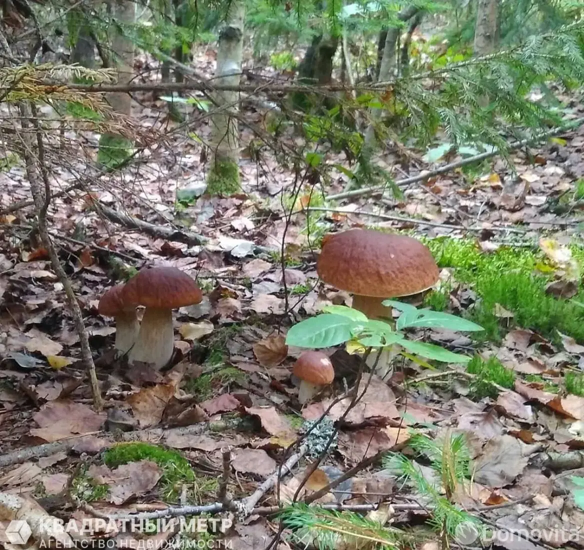 Купить 2-этажную дачу в Дубовом Лесе Минская область, 17000USD, код 183741 - фото 13