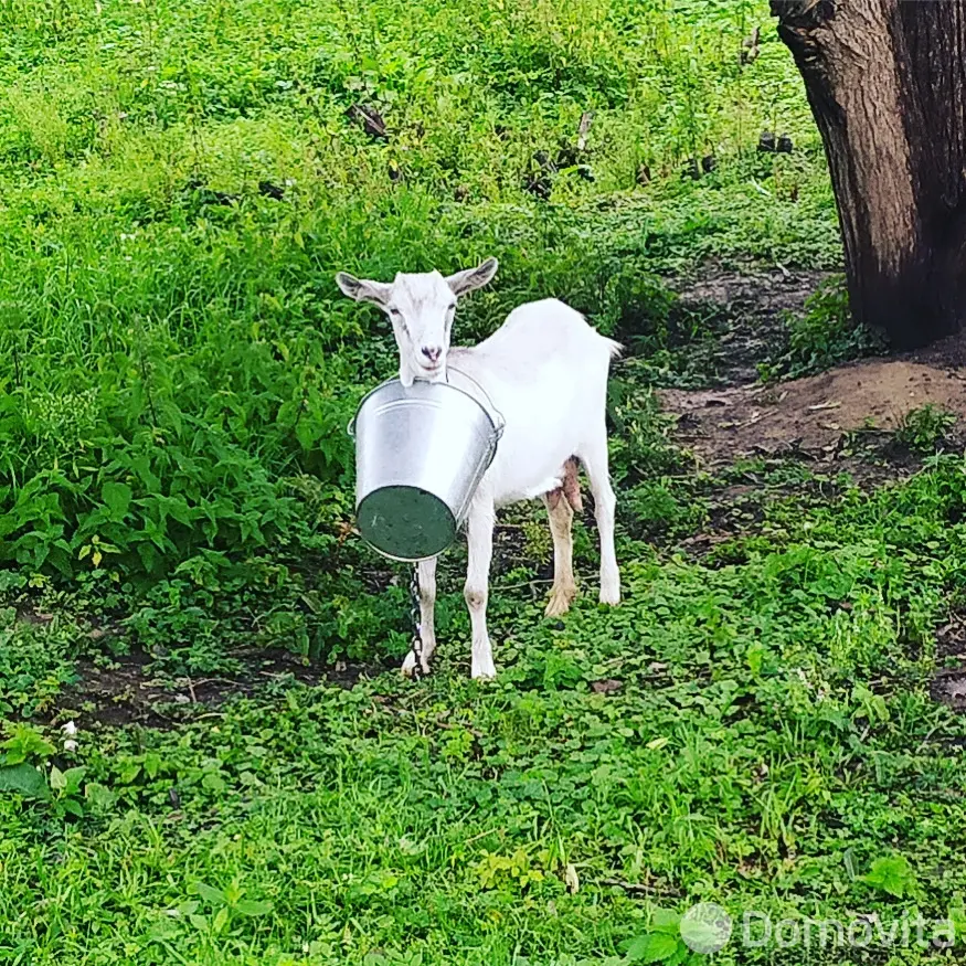 Аренда коттеджа Усадьба «Белый Кролик» на сутки в Петровцах ул. Цветочная , 750BYN, код 1357 - фото 11