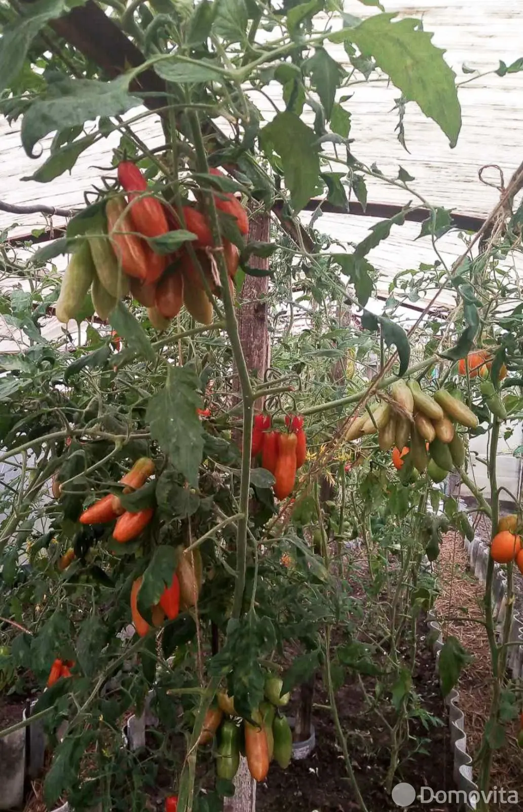 Купить 1-этажную дачу в ПРИОЗЕРНОЕ Могилевская область, 9300USD, код 184528 - фото 15