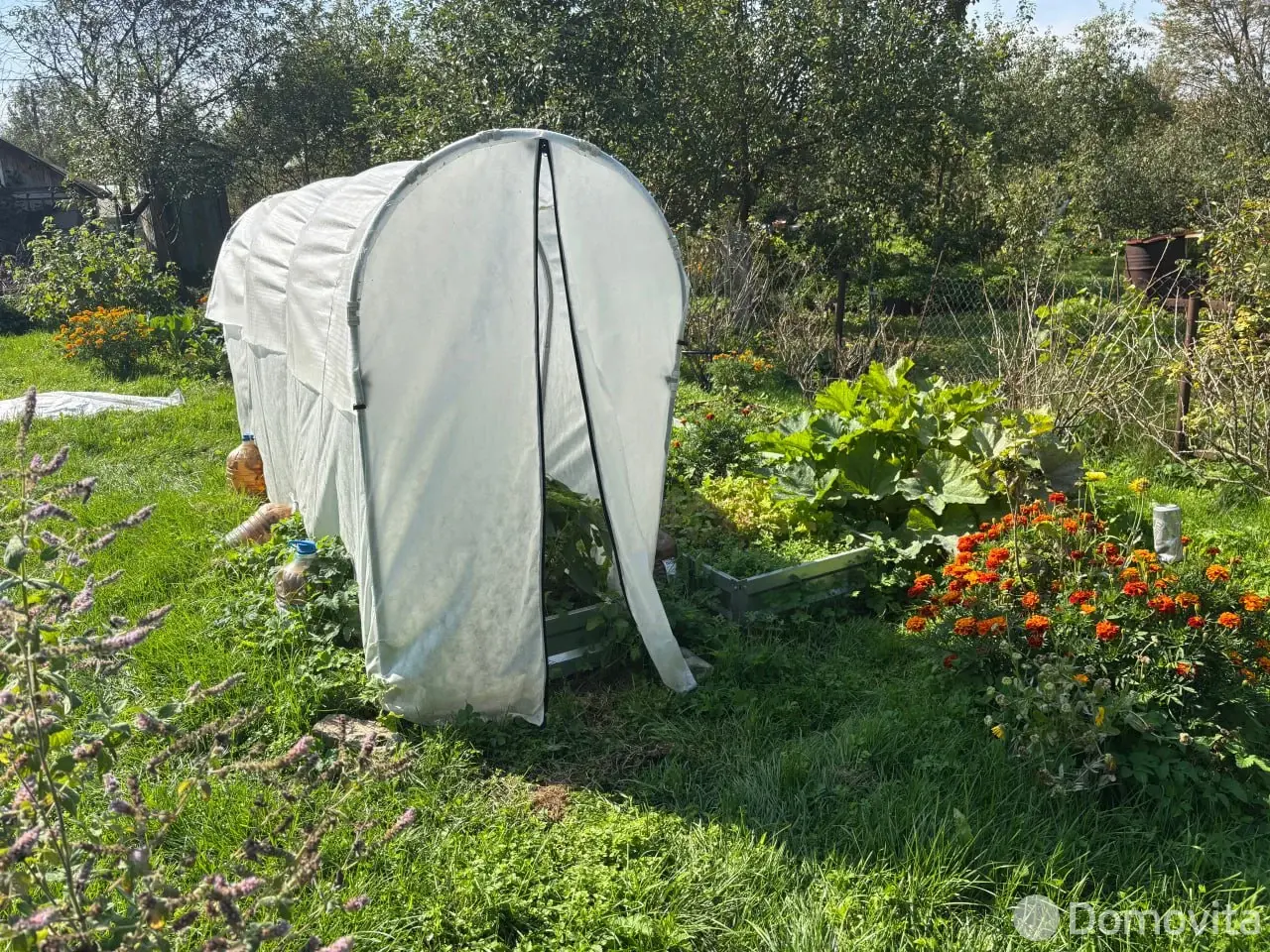 дача, Голубика,