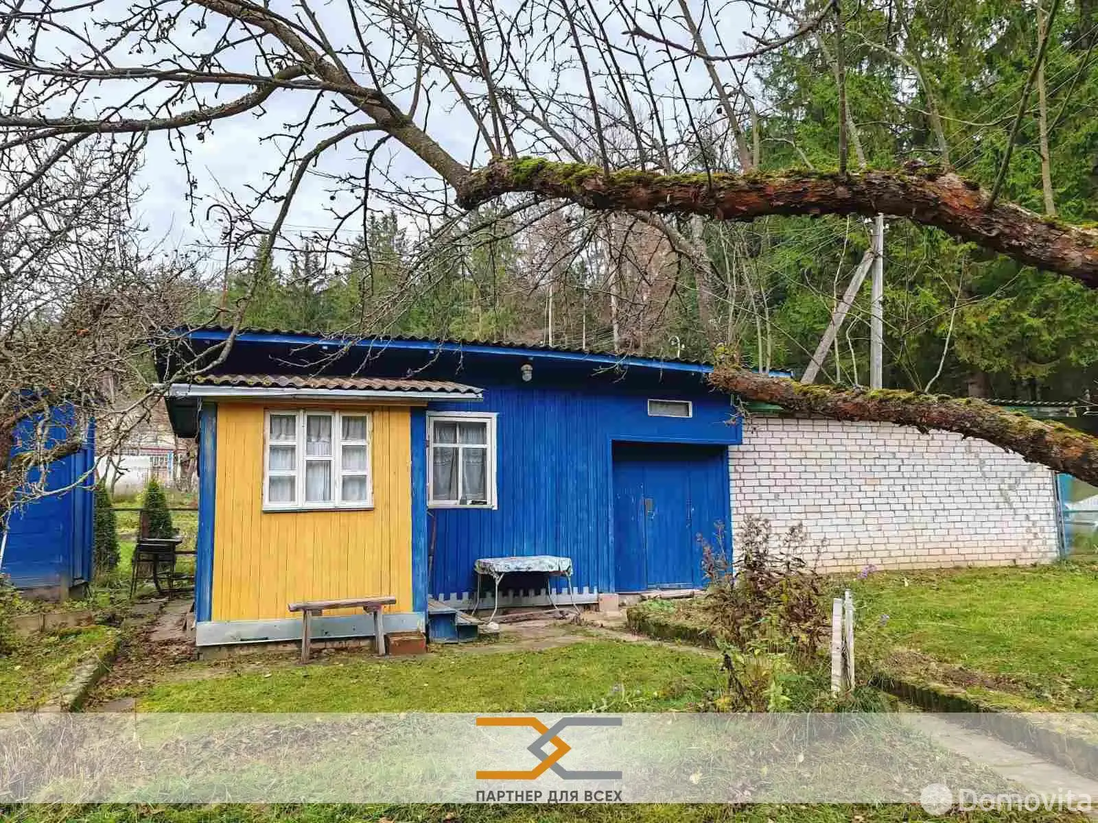 дача, Ромашка Соломореченская,