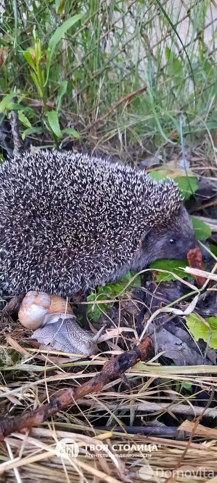 Продажа 1-этажной дачи в Золотой колосок Минская область, 15000USD, код 184931 - фото 18