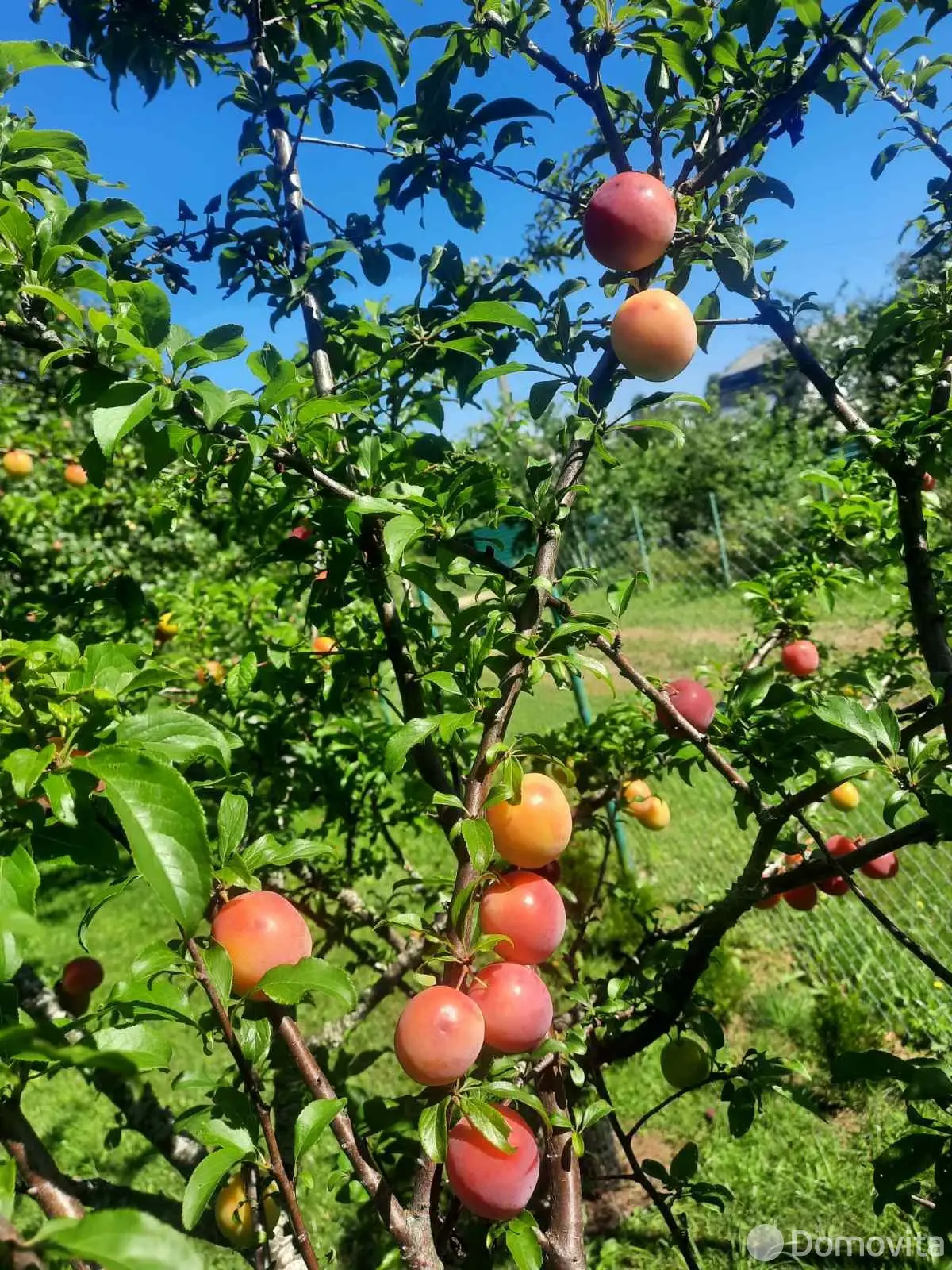 Продажа 3-этажной дачи в Тюльпан Минская область, 15000USD, код 184477 - фото 20