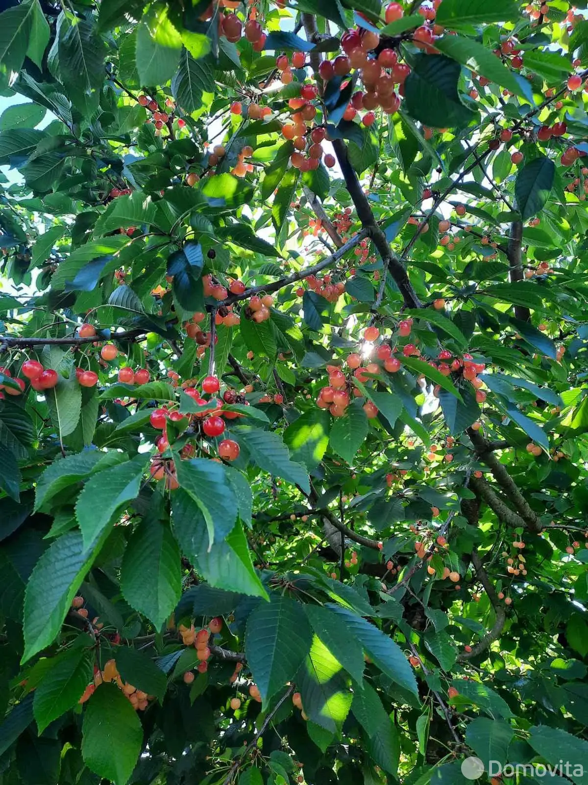 Продажа 3-этажной дачи в Тюльпан Минская область, 15000USD, код 184477 - фото 17