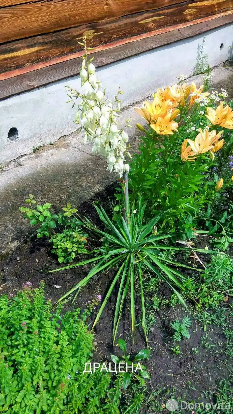 Купить 2-этажную дачу в Верас Минская область, 27000USD, код 184724 - фото 13