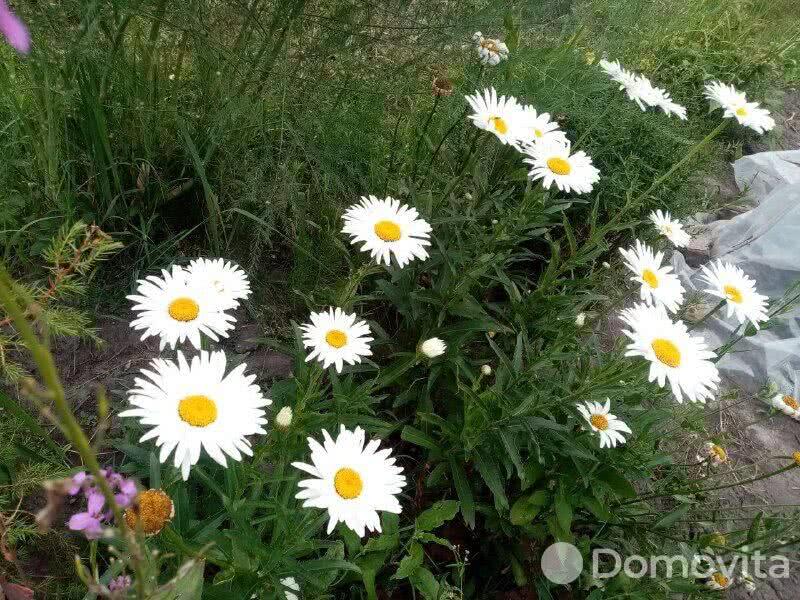 Продажа 1-этажной дачи в Зорка Пуховичский район Минская область, 5000USD, код 176240 - фото 20