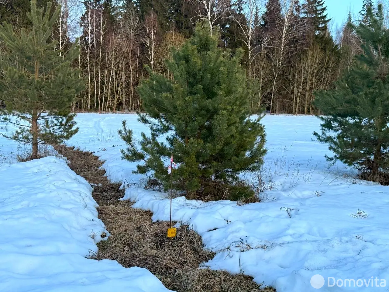 Купить земельный участок, 15 соток, Каралино, Минская область, 65000USD, код 571590 - фото 4