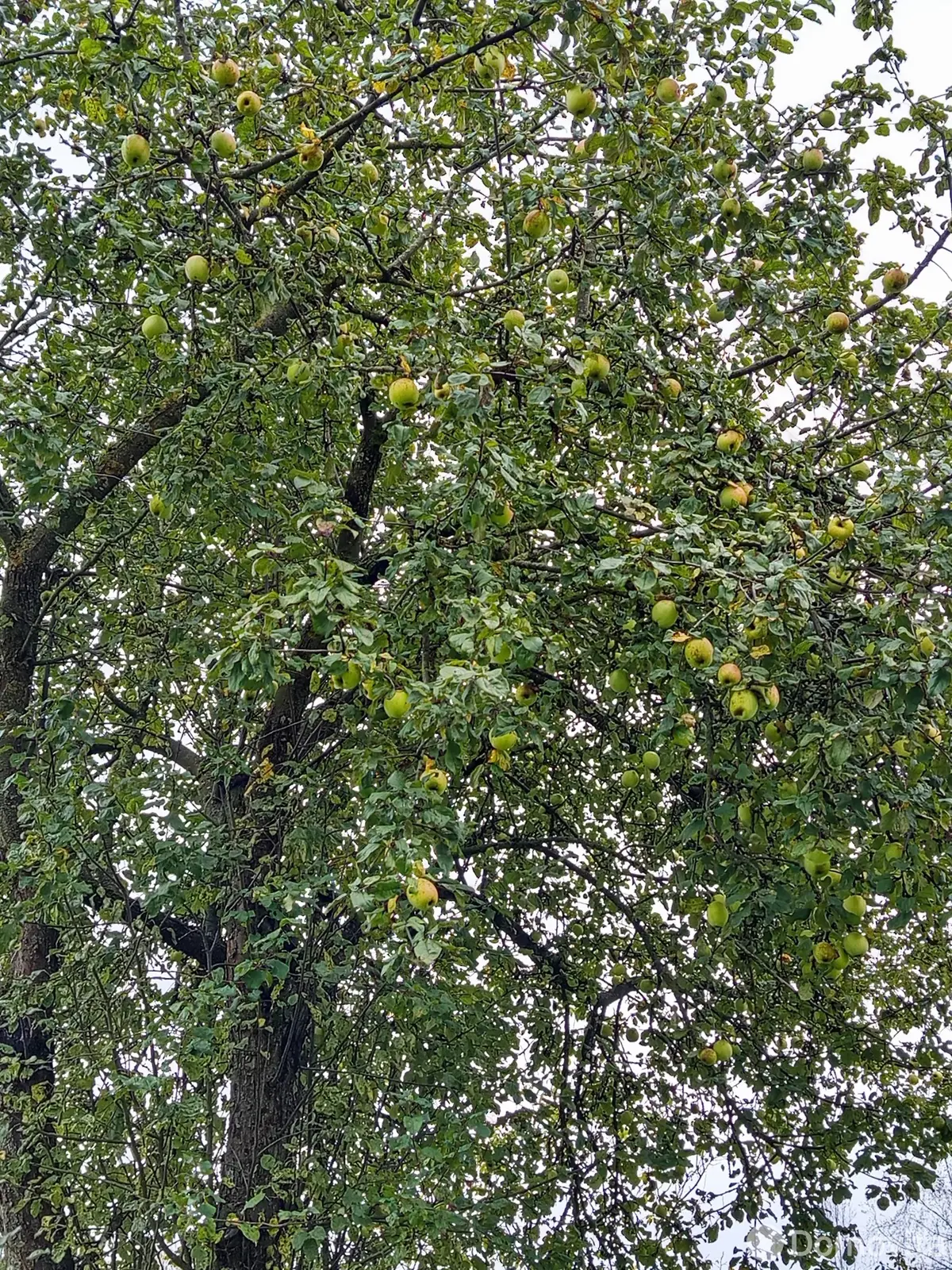 дача, Витебск, пр-д 4-й Блискучий