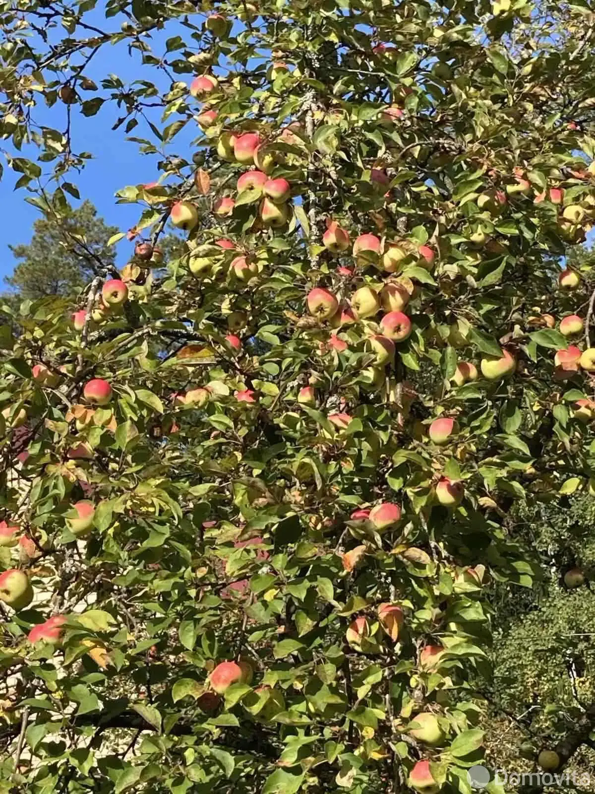 дача, Урожай, 