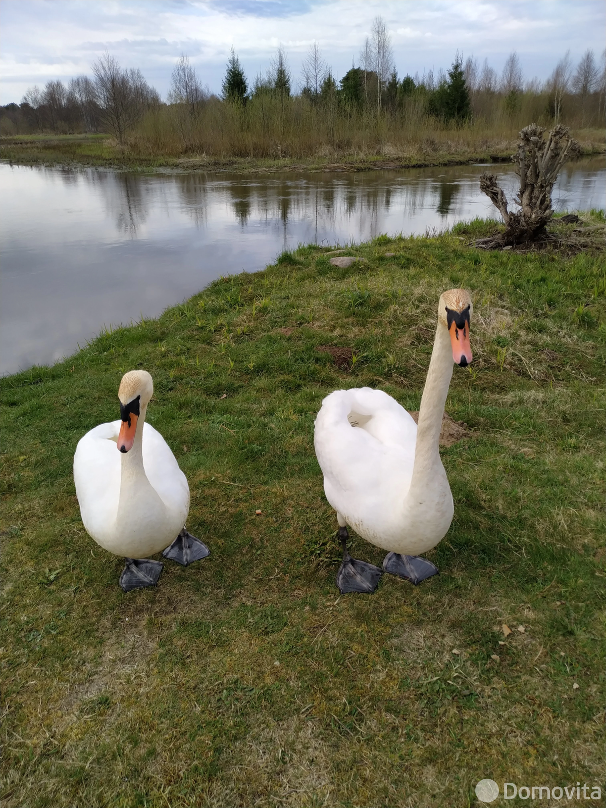 Купить земельный участок, 23 сотки, Кумельщина, Минская область, 29000USD, код 570514 - фото 18