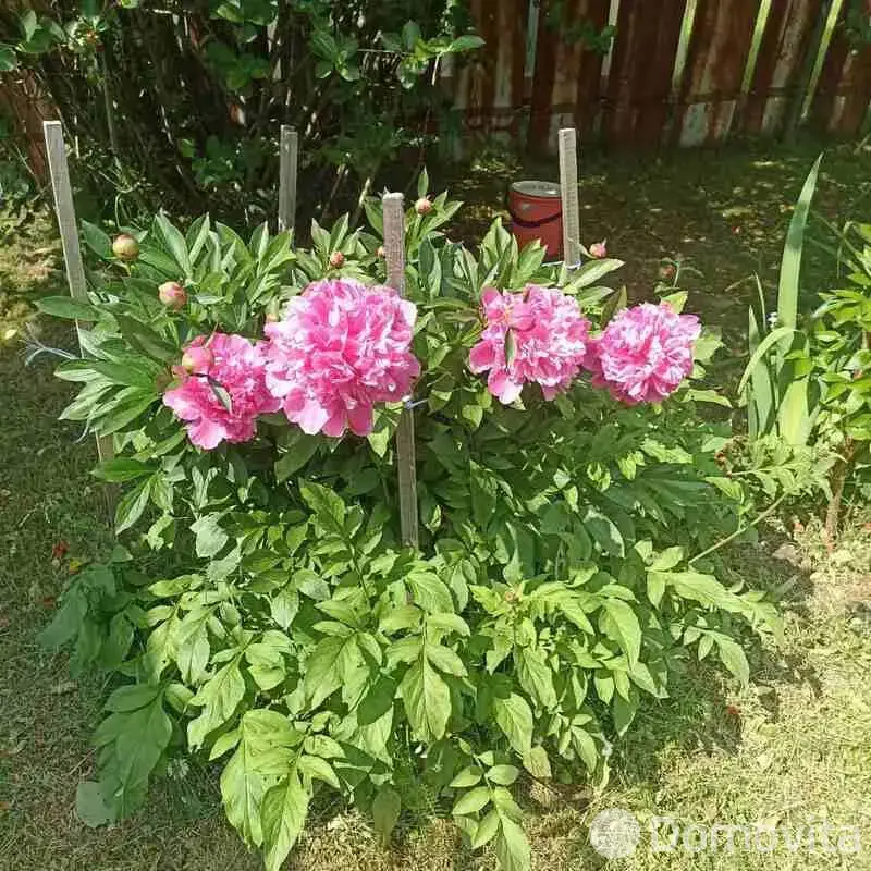 Купить 1-этажную дачу в Огородниках Брестская область, 45000USD, код 185270 - фото 26