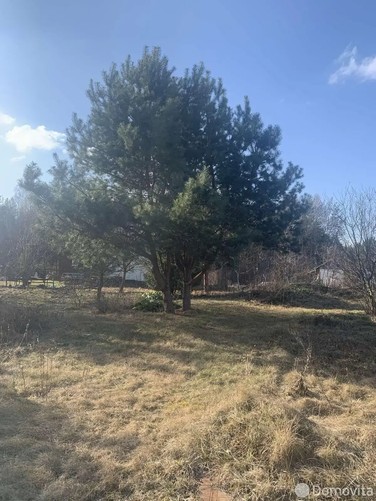 дача, Лаванда Лесная, 