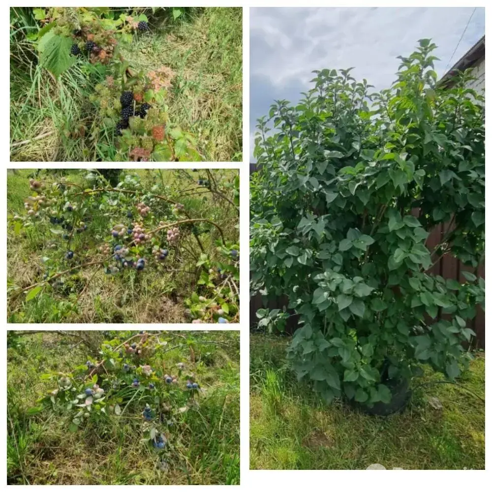 продажа участка, ЧАБОР, 